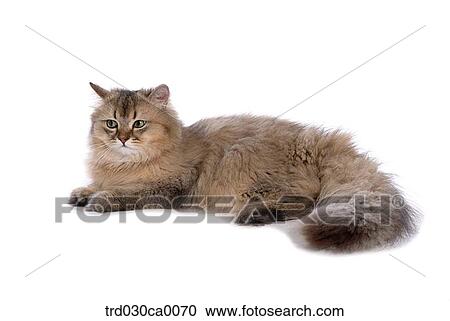 Persian View Large Photo Image Stock Image - Persian. Fotosearch