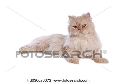 Persian View Large Photo Image Stock Image - Persian. Fotosearch
