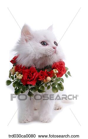 Stock Image - Persian. Fotosearch