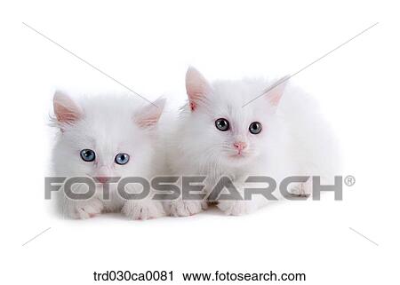 Persian View Large Photo Image Stock Image - Persian. Fotosearch