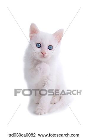 Persian View Large Photo Image Stock Image - Persian. Fotosearch