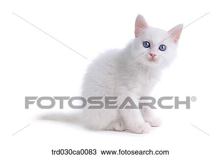 Persian View Large Photo Image Stock Image - Persian. Fotosearch
