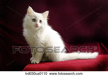 Persian View Large Photo Image Stock Image - Persian. Fotosearch