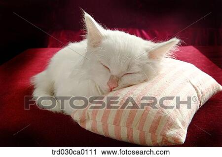 Persian View Large Photo Image Stock Image - Persian. Fotosearch