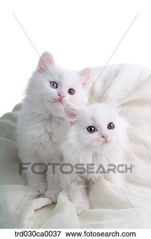 Persian View Large Photo Image Stock Photo - Persian. Fotosearch
