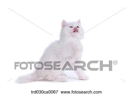 Persian View Large Photo Image Stock Photo - Persian. Fotosearch
