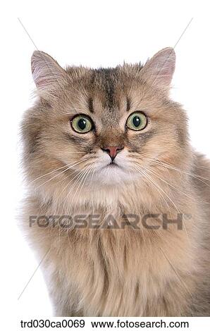 Persian View Large Photo Image Stock Photo - Persian. Fotosearch