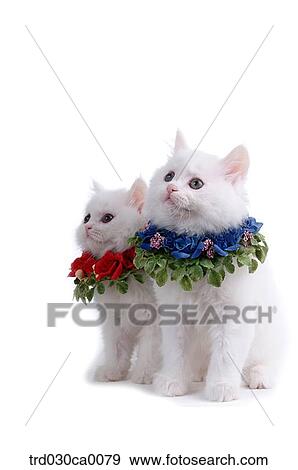 Persian View Large Photo Image Stock Photo - Persian. Fotosearch