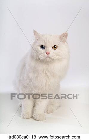 Persian View Large Photo Image Stock Photo - Persian. Fotosearch