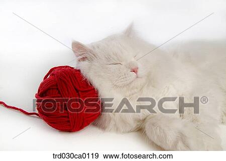 Persian View Large Photo Image Stock Photo - Persian. Fotosearch
