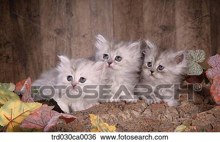 Stock Photograph - Persian. Fotosearch