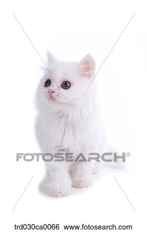 Persian View Large Photo Image Stock Photograph - Persian. Fotosearch