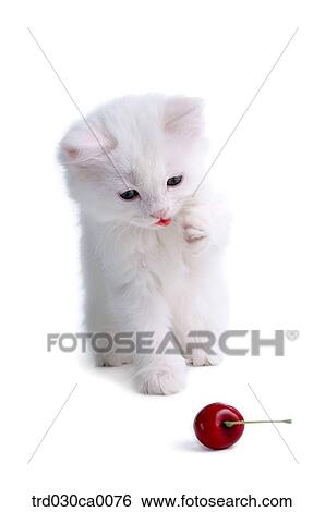 Stock Photograph - Persian. Fotosearch