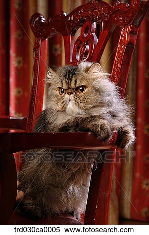 Persian View Large Photo Image Stock Photography - Persian. Fotosearch