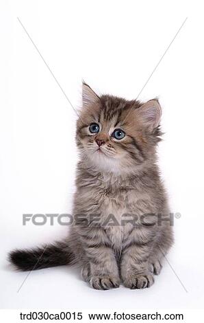 Persian View Large Photo Image Stock Photography - Persian. Fotosearch
