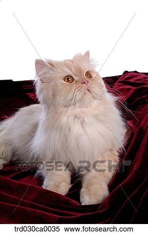 Stock Photography - Persian. Fotosearch