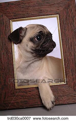 Pug View Large Photo Image Stock Photo - Pug. Fotosearch