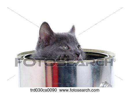 Russian blue View Large Photo Image Stock Image - Russian blue. Fotosearch