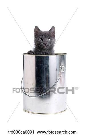 Russian blue View Large Photo Image Stock Image - Russian blue. Fotosearch