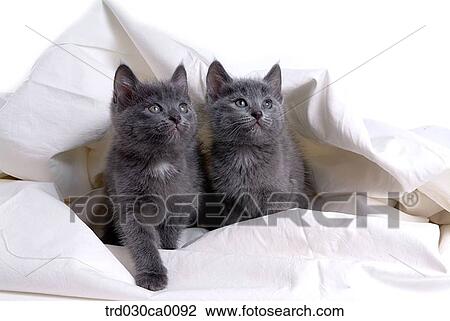 Russian blue View Large Photo Image Stock Image - Russian blue. Fotosearch