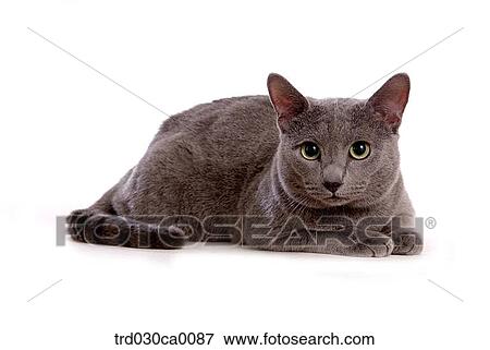 Stock Photo - Russian blue. Fotosearch