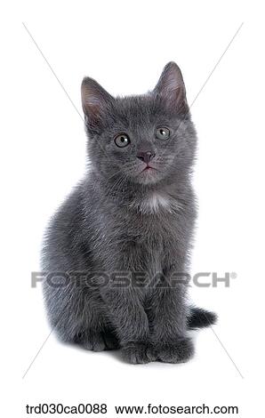 Russian blue View Large Photo Image Stock Photo - Russian blue. Fotosearch