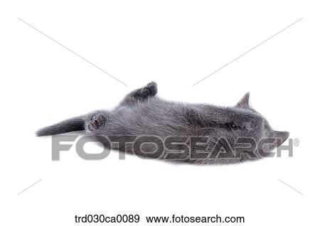 Russian blue View Large Photo Image Stock Photo - Russian blue. Fotosearch