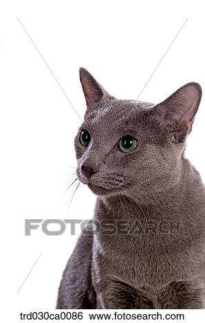 Russian blue View Large Photo Image Stock Photograph - Russian blue. Fotosearch