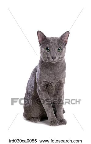 Stock Photography - Russian blue. Fotosearch
