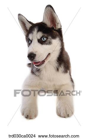 Siberian Husky View Large Photo Image Picture - Siberian Husky. Fotosearch