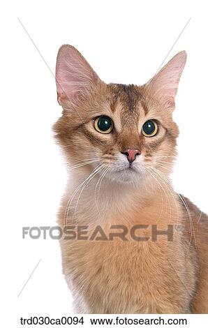 Picture - Somali. Fotosearch