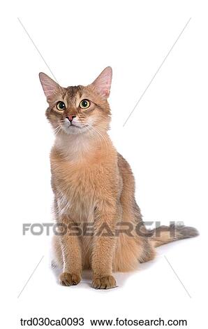 Stock Image - Somali. Fotosearch