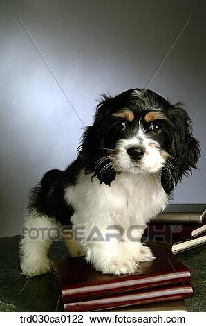 American Cocker Spaniel View Large Photo Image Stock Image - American Cocker Spaniel. Fotosearch