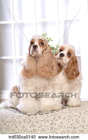 American Cocker Spaniel View Large Photo Image Stock Image - American Cocker Spaniel. Fotosearch