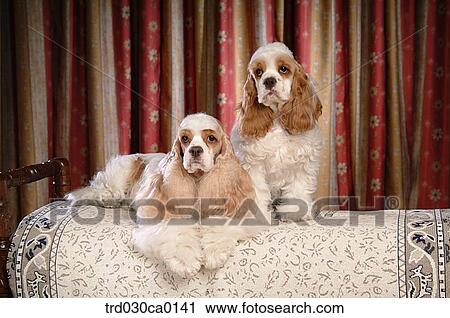 American Cocker Spaniel View Large Photo Image Stock Image - American Cocker Spaniel. Fotosearch