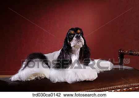 American Cocker Spaniel View Large Photo Image Stock Image - American Cocker Spaniel. Fotosearch