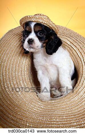 Stock Image - American Cocker Spaniel. Fotosearch