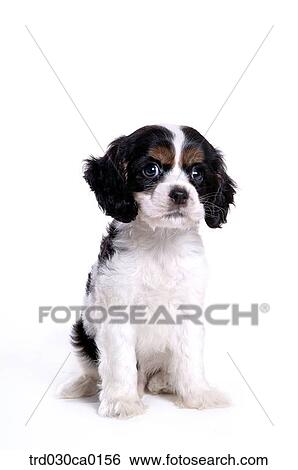 American Cocker Spaniel View Large Photo Image Stock Photograph - American Cocker Spaniel. Fotosearch