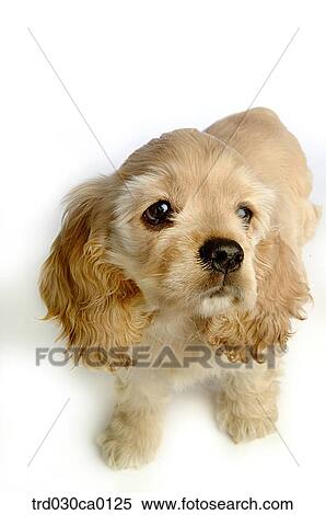 American Cocker Spaniel View Large Photo Image Stock Photography - American Cocker Spaniel. Fotosearch