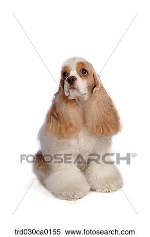 American Cocker Spaniel View Large Photo Image Stock Photography - American Cocker Spaniel. Fotosearch