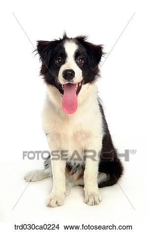 Picture - Border Collie. Fotosearch