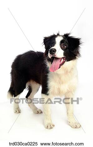 Border Collie View Large Photo Image Stock Photography - Border Collie. Fotosearch