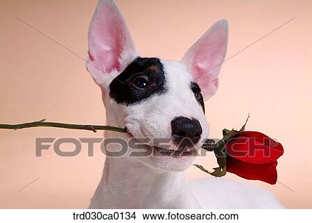 Bull Terrier View Large Photo Image Picture - Bull Terrier. Fotosearch