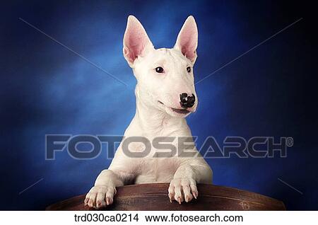 Bull Terrier View Large Photo Image Picture - Bull Terrier. Fotosearch