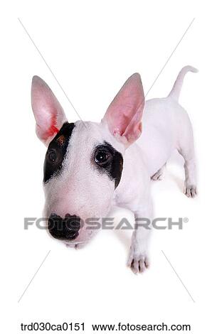 Bull Terrier View Large Photo Image Stock Image - Bull Terrier. Fotosearch