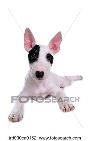 Stock Image - Bull Terrier. Fotosearch
