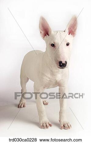 Bull Terrier View Large Photo Image Stock Photo - Bull Terrier. Fotosearch