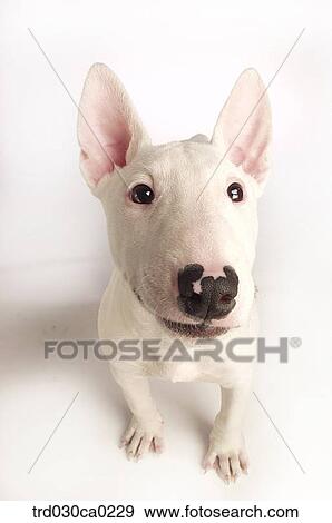 Bull Terrier View Large Photo Image Stock Photo - Bull Terrier. Fotosearch