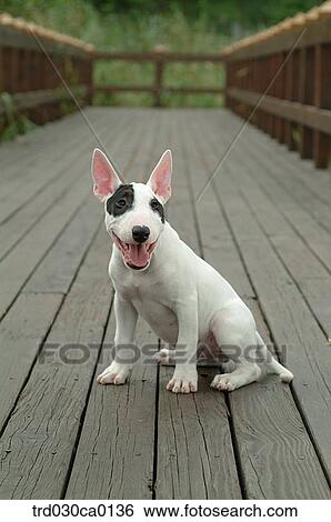 Bull Terrier View Large Photo Image Stock Photograph - Bull Terrier. Fotosearch