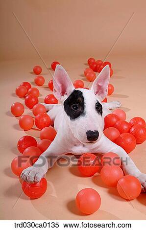 Stock Photography - Bull Terrier. Fotosearch